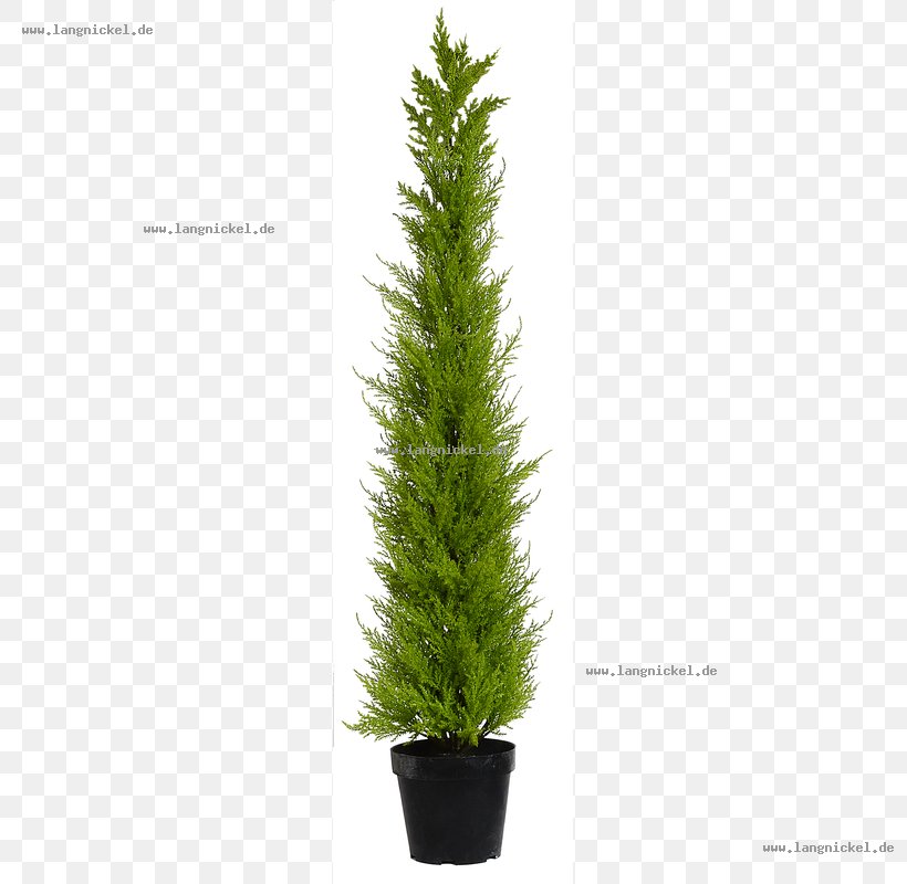 Spruce English Yew Fir Pine Larch, PNG, 800x800px, Spruce, Christmas, Christmas Tree, Conifer, Cupressaceae Download Free