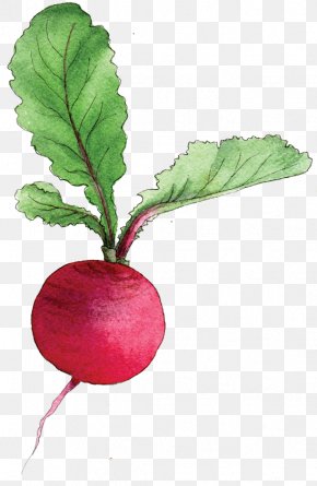 Beetroot Images Beetroot Transparent Png Free Download