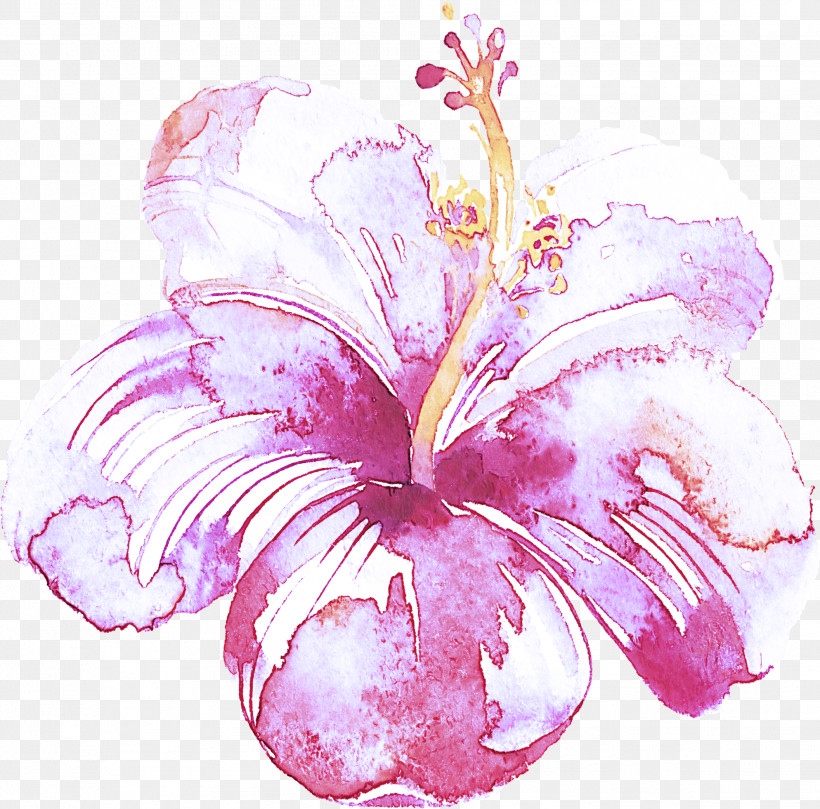 Hibiscus Pink Hawaiian Hibiscus Flower Petal, PNG, 1987x1962px, Hibiscus, Cattleya, Chinese Hibiscus, Flower, Hawaiian Hibiscus Download Free