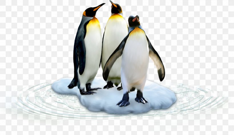 King Penguin Antarctic Bird Polar Regions Of Earth, PNG, 2541x1470px, King Penguin, Antarctic, Antarctica, Beak, Bird Download Free