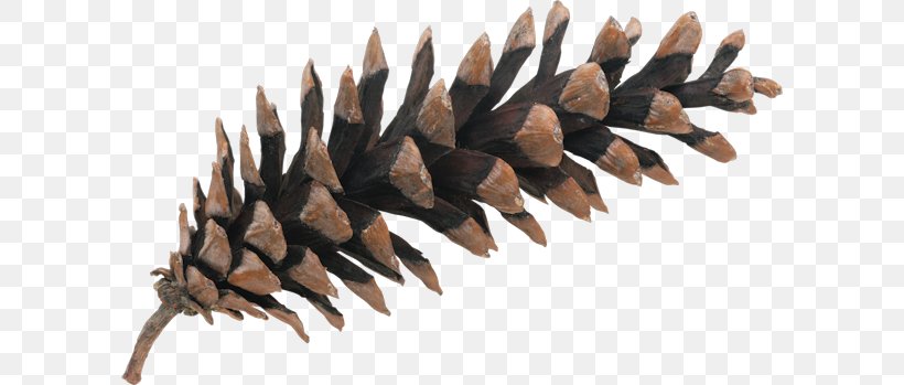 Pine Photography Royalty-free Conifer Cone, PNG, 600x349px, Pine, Conifer, Conifer Cone, Conifers, Fotolia Download Free