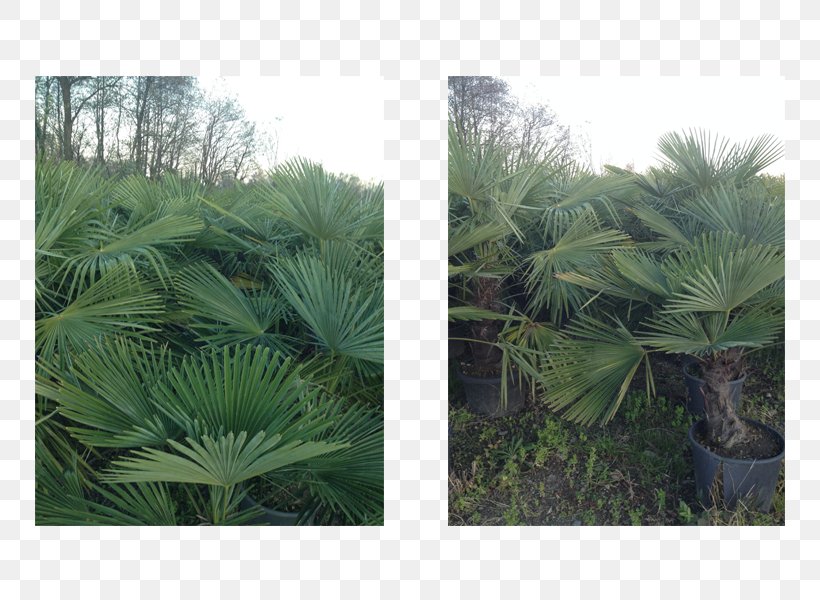 Asian Palmyra Palm Landscape Vegetation Saw Palmetto Plant, PNG, 750x600px, Asian Palmyra Palm, Arecaceae, Arecales, Biome, Borassus Download Free