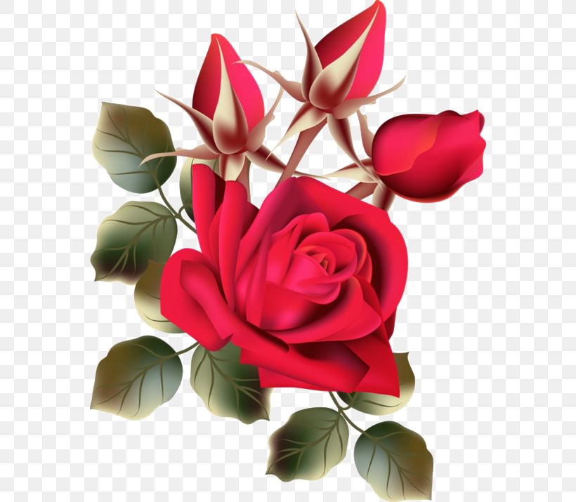 Beach Rose Flower Garden Roses, PNG, 564x715px, Beach Rose, Artificial Flower, Cut Flowers, Flora, Floral Design Download Free