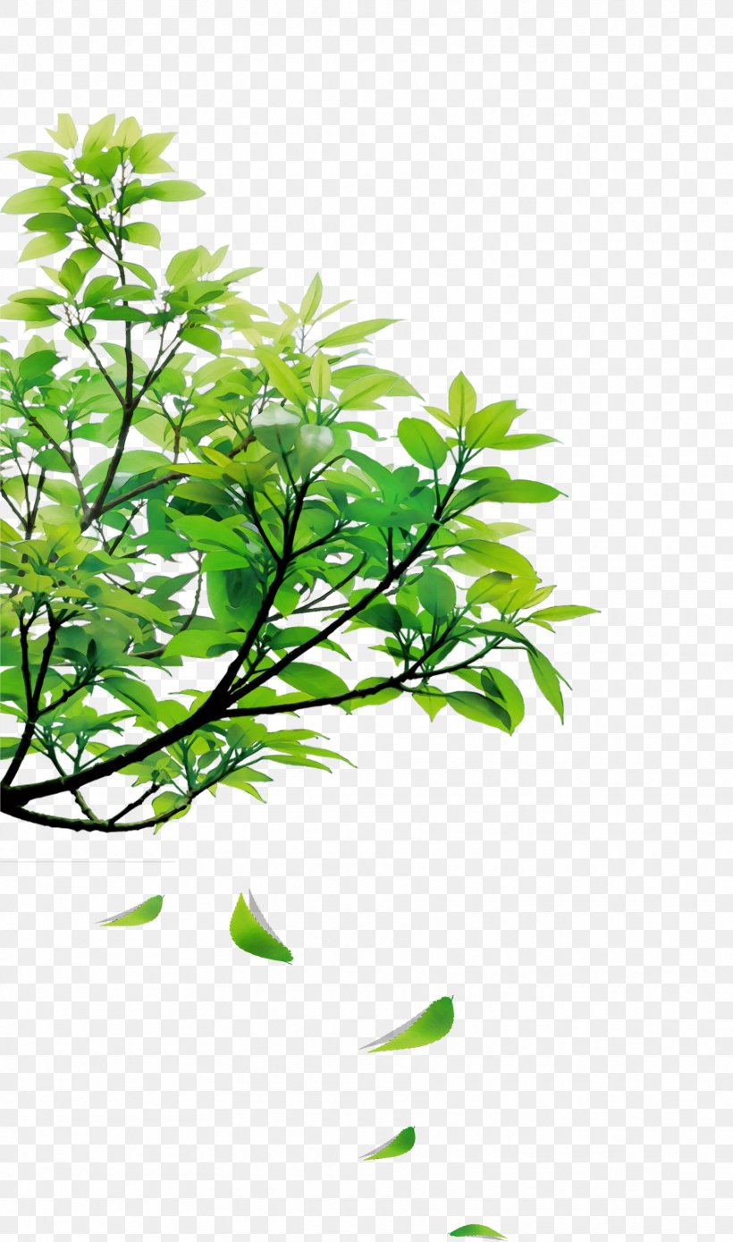Branch Leaf Tree Ceiling Floor, PNG, 1770x3000px, Branch, Botany, Ceiling, Elasticity, Floor Download Free