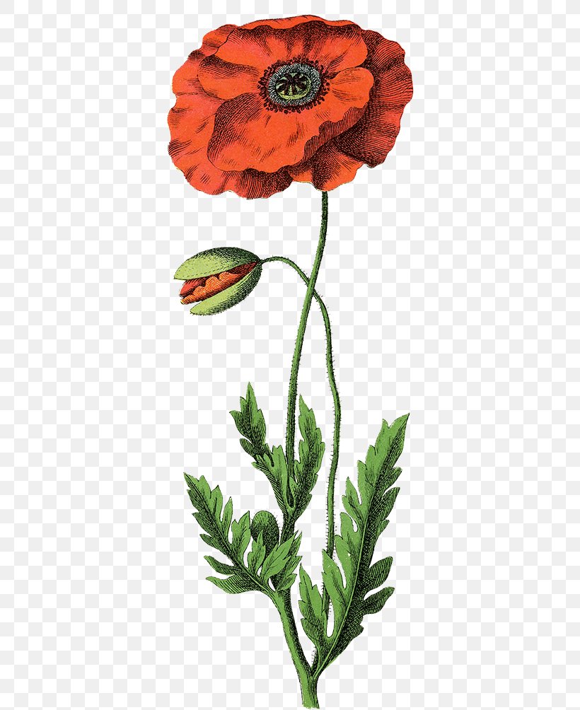 Common Poppy Botanical Illustration Botany Opium Poppy, PNG, 350x1004px, Poppy, Anemone, Botanical Illustration, Botany, Bud Download Free