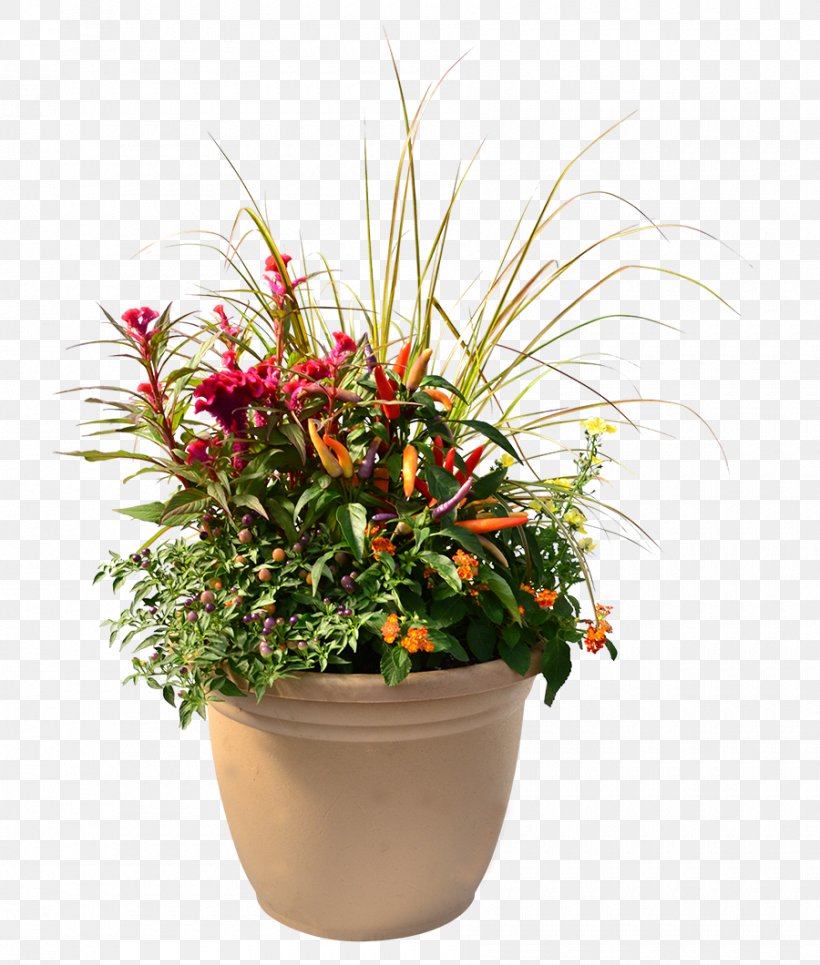 Houseplant Cut Flowers Flowerpot, PNG, 900x1060px, Houseplant, Annual Plant, Capsicum Annuum, Coleus, Cut Flowers Download Free