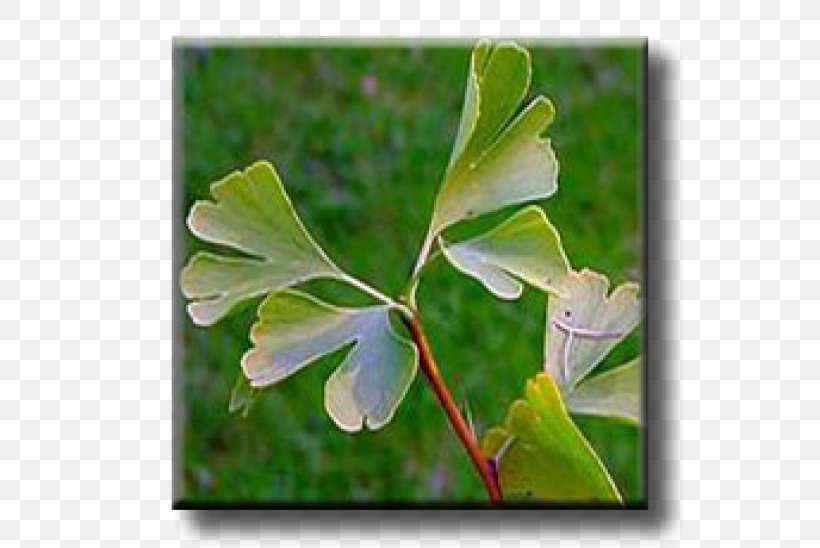 Leaf Broad-leaved Tree Sweetgum Ginkgo Biloba, PNG, 600x548px, Leaf, Alder, Black Alder, Broadleaved Tree, Empress Tree Download Free
