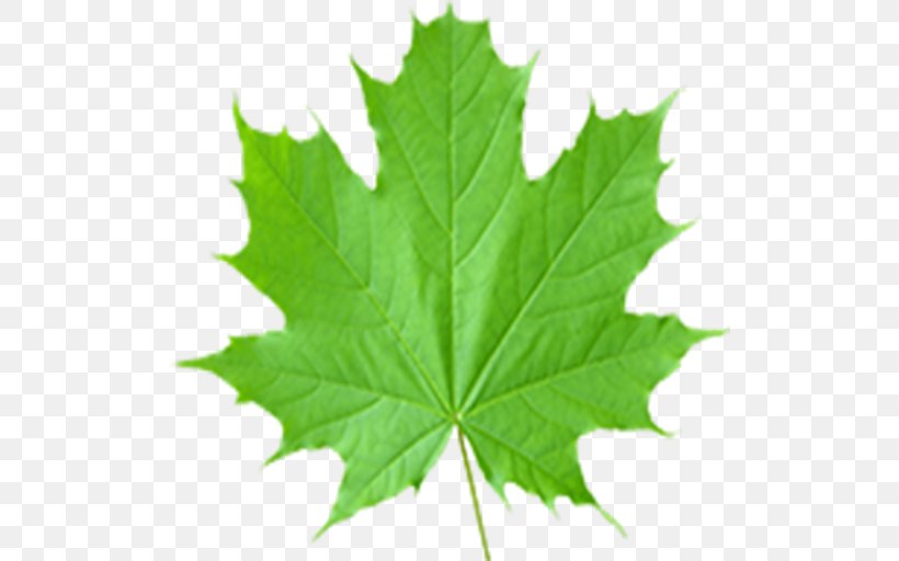 Maple Leaf Sugar Maple Acer Shirasawanum Clip Art, PNG, 512x512px, Maple Leaf, Acer Japonicum, Acer Shirasawanum, Green, Japanese Maple Download Free