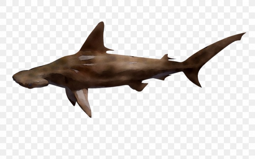 Shark Fauna Marine Mammal, PNG, 1176x734px, Shark, Animal Figure, Bull Shark, Carcharhiniformes, Cartilaginous Fish Download Free