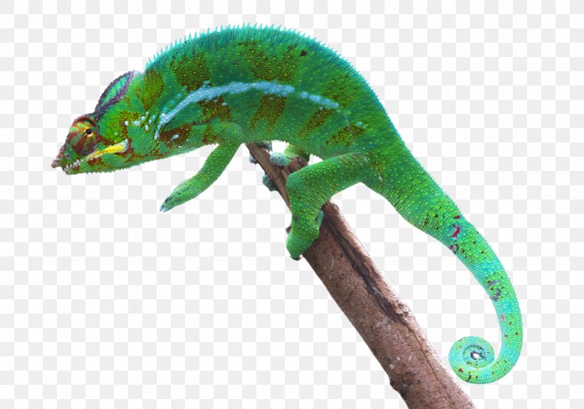 Chameleons Reptile Lizard Panther Chameleon Owl, PNG, 2048x1436px, Chameleons, Animal, Barn Owl, Caiman, Chameleon Download Free