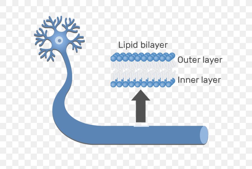 Lipid Bilayer Cell Membrane Membrane Lipids Biological Membrane, PNG, 724x550px, Lipid Bilayer, Area, Axon, Bilayer, Biological Membrane Download Free