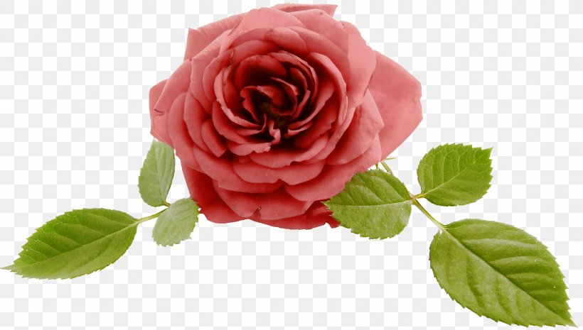 Rose Leave, PNG, 1824x1035px, Flower, Cut Flowers, Floribunda, Flowering Plant, Garden Roses Download Free