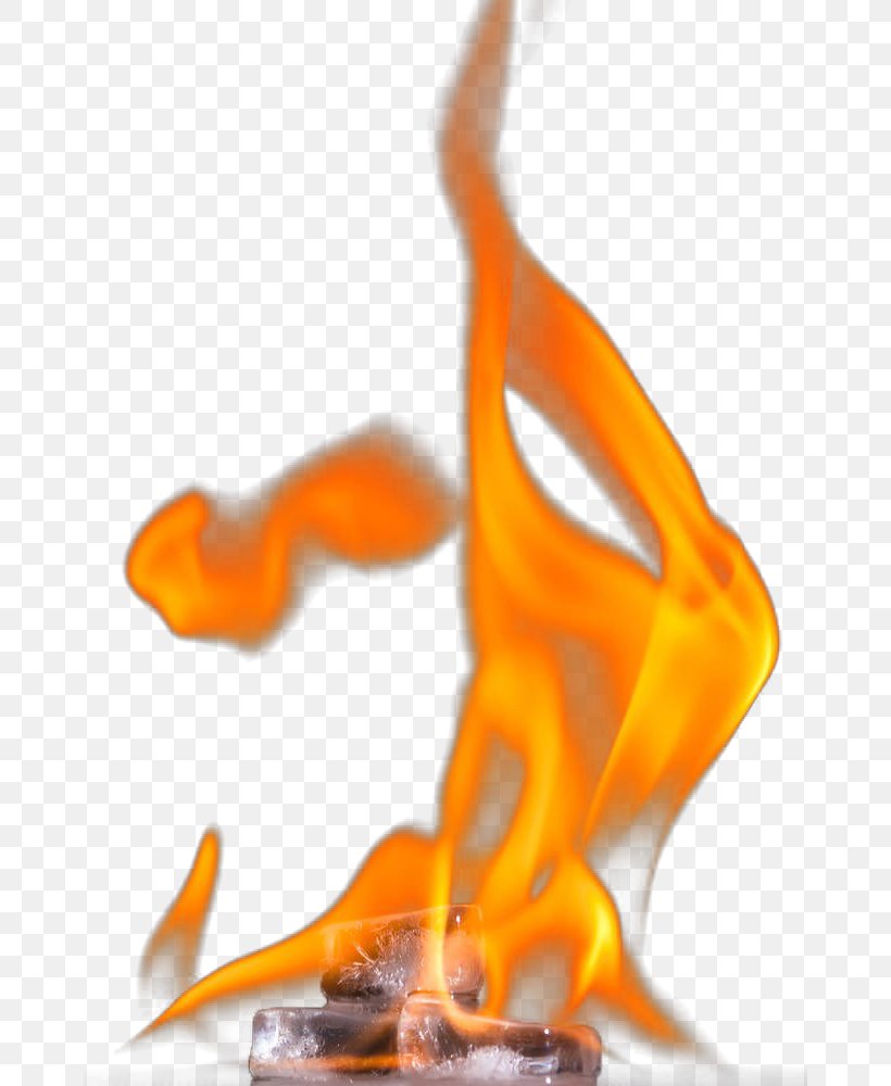 Flame Organism, PNG, 666x1000px, Flame, Orange, Organism Download Free
