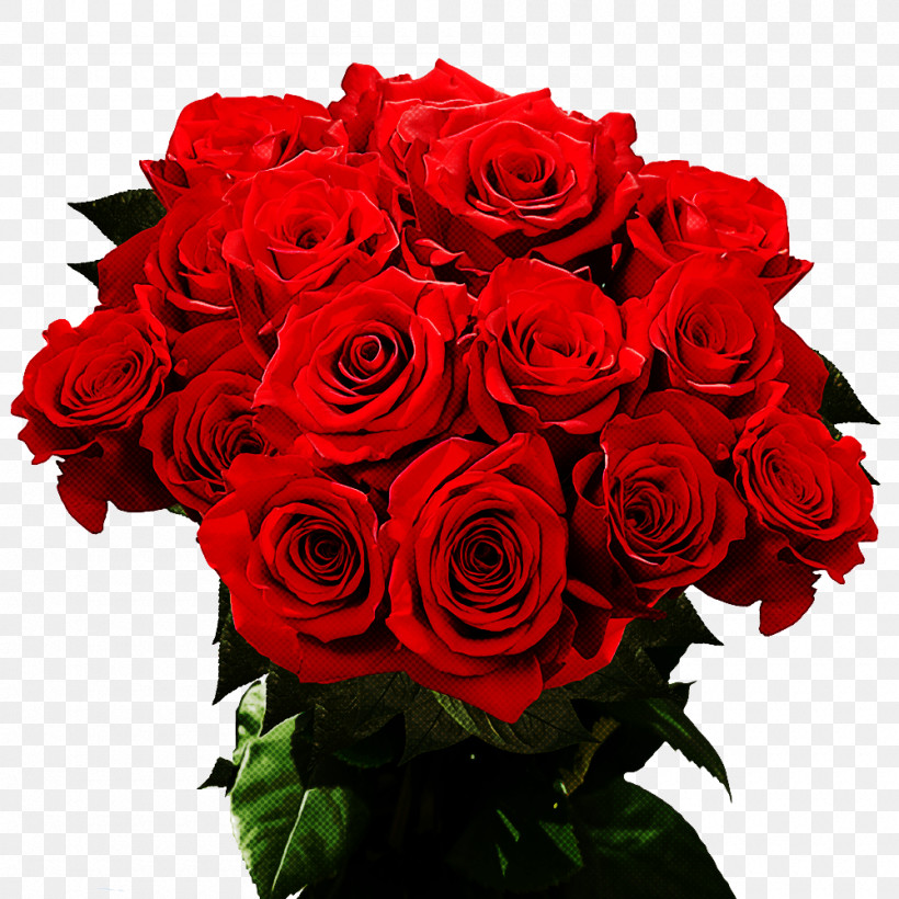 Garden Roses, PNG, 1000x1000px, Garden Roses, Cut Flowers, Floral Design, Floribunda, Flower Download Free