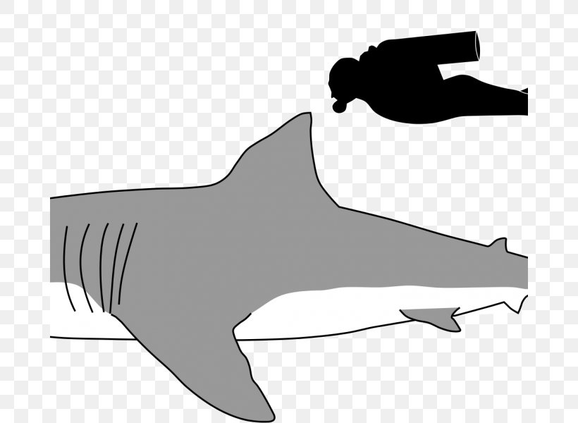 Great White Shark Megalodon Sand Tiger Shark Cat, PNG, 678x600px, Great White Shark, Apex Predator, Beak, Black, Black And White Download Free