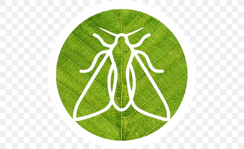 Logo Leaf Symbol Pattern Tree, PNG, 500x500px, Logo, Grass, Green, Leaf, Organism Download Free