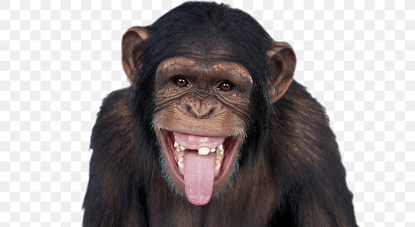 Common Chimpanzee Gorilla Dog Baby Chimpanzee Cat, PNG, 600x450px, Common Chimpanzee, Aggression, Baby Chimpanzee, Bubbles, Cartoon Download Free