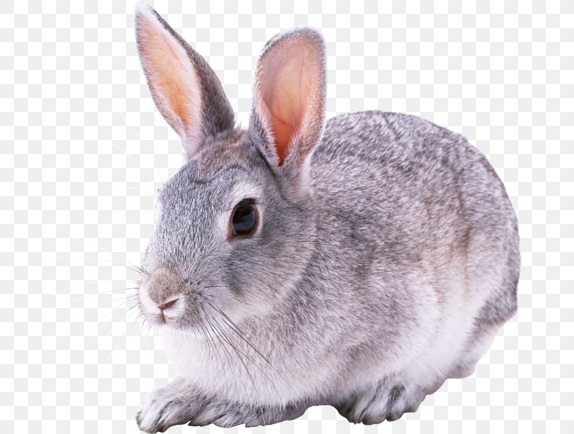 European Rabbit Domestic Rabbit, PNG, 670x620px, European Rabbit, Cottontail Rabbit, Domestic Rabbit, Fauna, Fur Download Free