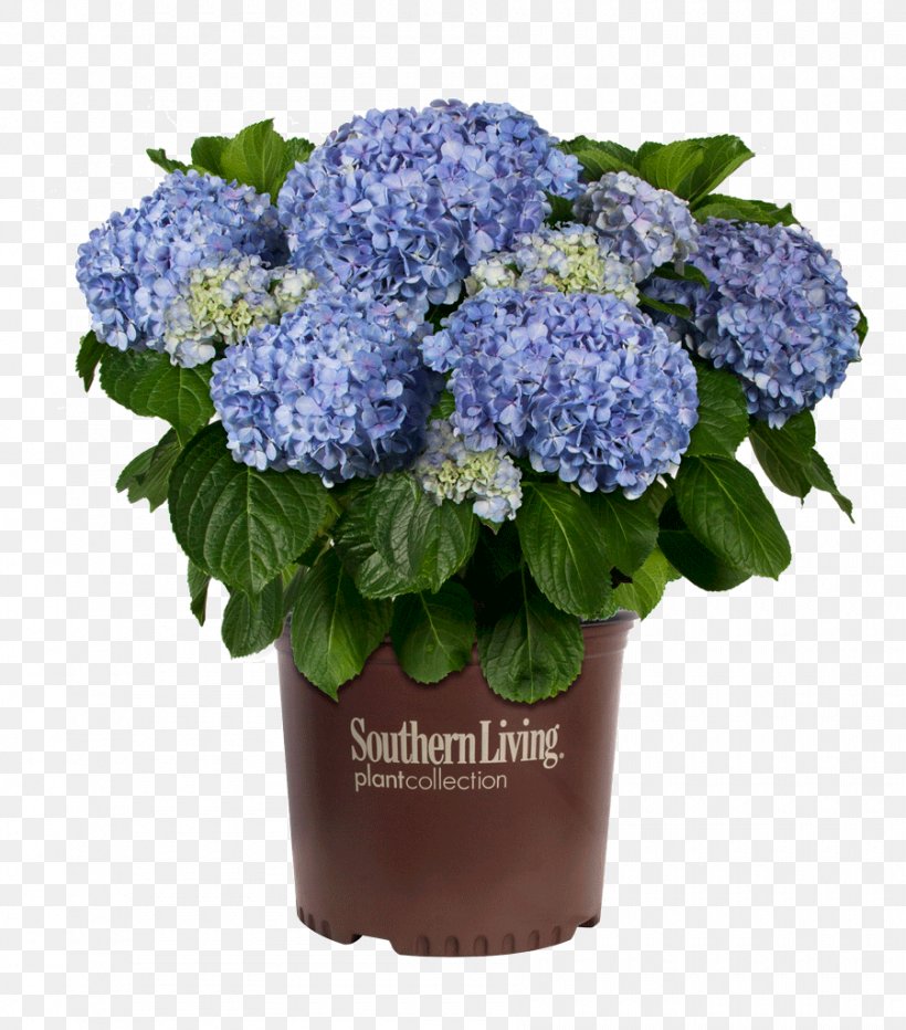 French Hydrangea Shrub Flowerpot, PNG, 900x1024px, French Hydrangea, Blue, Bougainvillea, Container Garden, Cornales Download Free