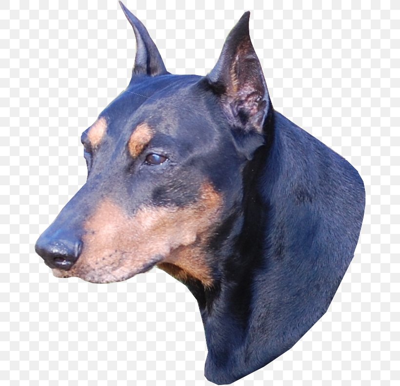 Dobermann German Pinscher Manchester Terrier Miniature Pinscher English Toy Terrier, PNG, 680x792px, Dobermann, Black And Tan Terrier, Breed, Carnivoran, Collar Download Free