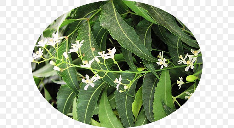 Neem Tree Neem Oil Botanical Name Botany, PNG, 600x451px, Neem Tree, Azadirachta, Botanical Name, Botany, Flower Download Free
