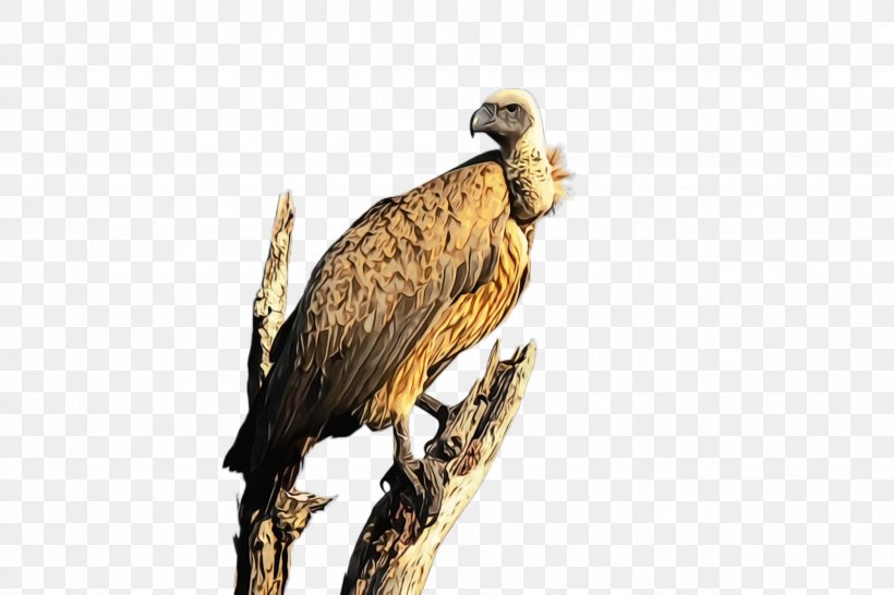 Bird Bird Of Prey Beak Vulture Wildlife, PNG, 2448x1632px, Watercolor, Beak, Bird, Bird Of Prey, Falconiformes Download Free