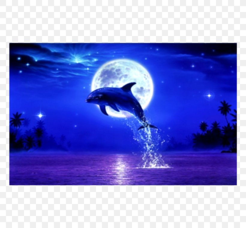 Desktop Wallpaper Blog Dolphin, PNG, 760x760px, Blog, Common Bottlenose Dolphin, Display Resolution, Dolphin, Dolphin Tale 2 Download Free