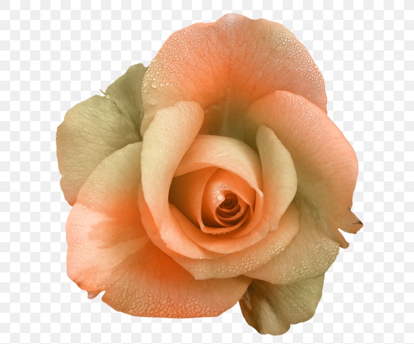 Garden Roses Flower Petal, PNG, 650x682px, Garden Roses, Close Up, Color, Cut Flowers, Floribunda Download Free