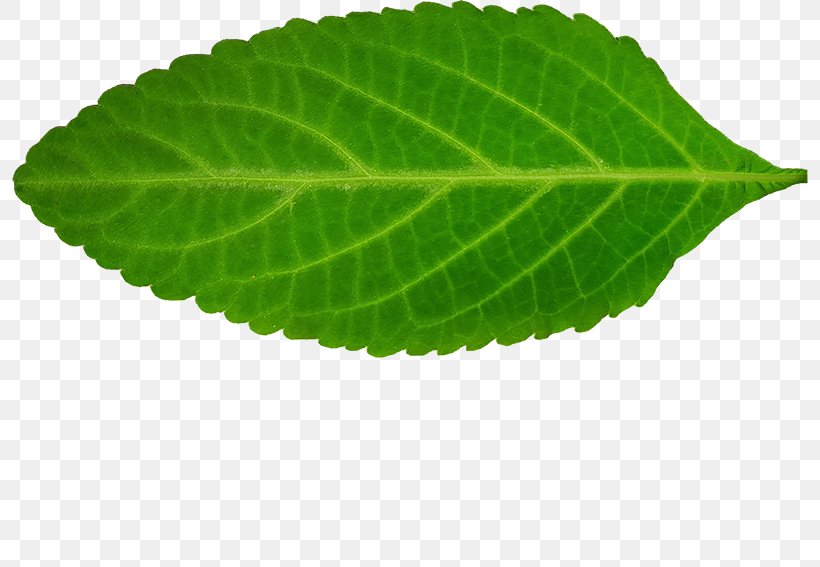 Perilla Leaf, PNG, 800x567px, Perilla, Herb, Leaf, Plant Download Free