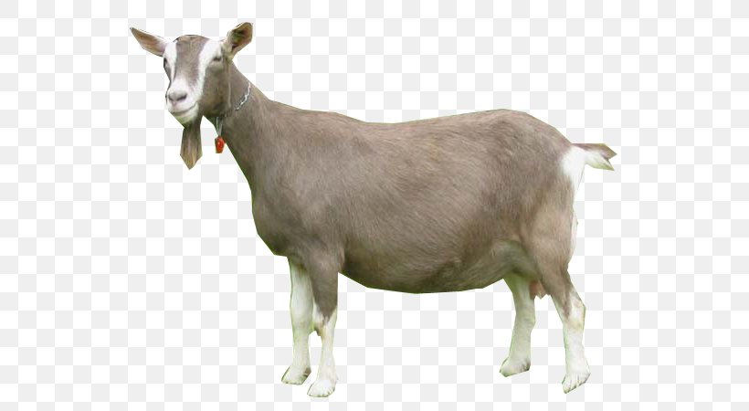 Toggenburg Goat Nigerian Dwarf Goat Oberhasli Goat Pygmy Goat Cattle, PNG, 600x450px, Toggenburg Goat, Animal, Caprinae, Cattle, Cattle Like Mammal Download Free