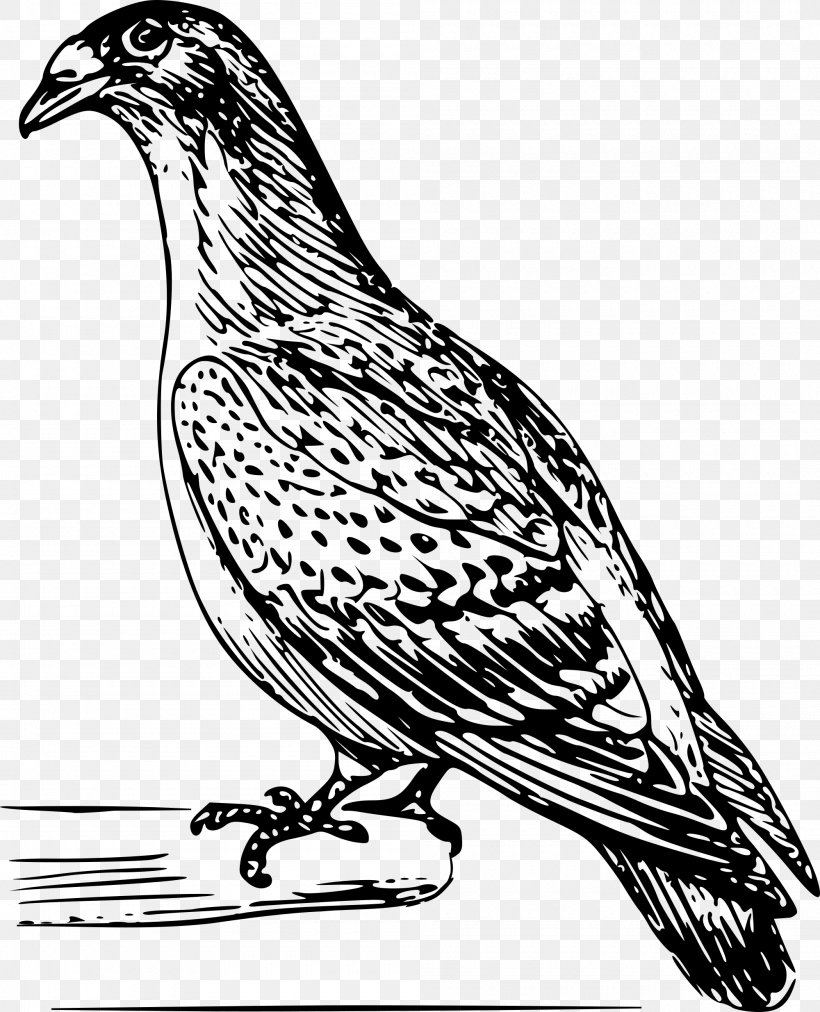 Bird Columbidae Homing Pigeon Drawing, PNG, 2000x2469px, Bird, Animal, Art, Artwork, Beak Download Free