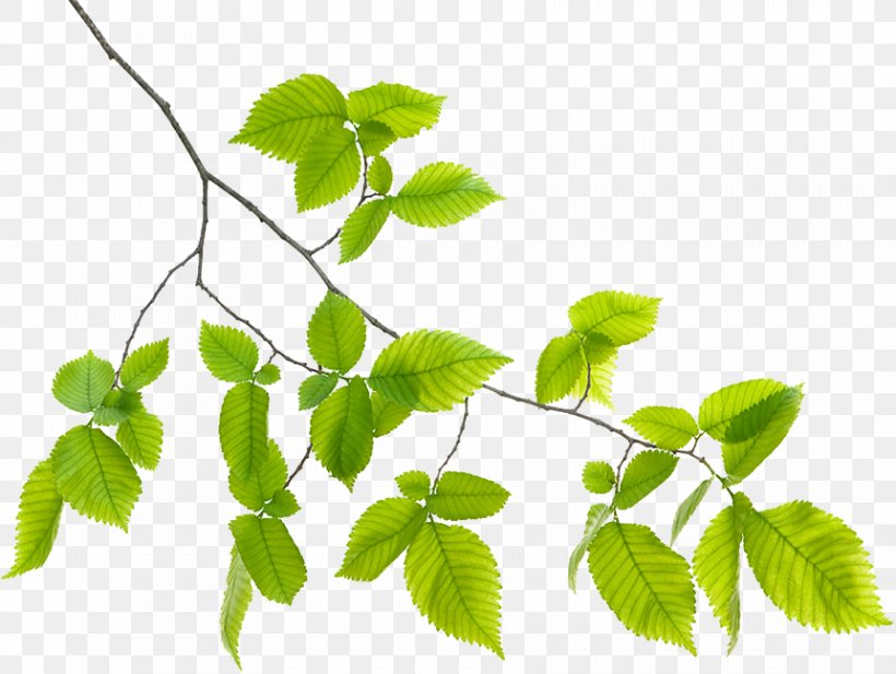 Branch Leaf Plant Stem, PNG, 861x648px, Branch, Charlotte, Green, Greensboro, Herb Download Free