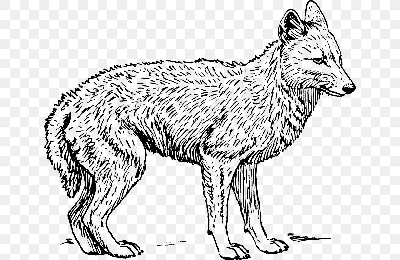 Coyote Golden Jackal Coloring Book Dog, PNG, 640x533px, Coyote, Artwork, Aullido, Black And White, Blackbacked Jackal Download Free