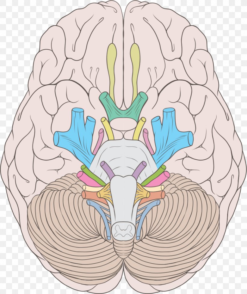 Cranial Nerves Abducens Nerve Trochlear Nerve Vestibulocochlear Nerve, PNG, 860x1024px, Watercolor, Cartoon, Flower, Frame, Heart Download Free