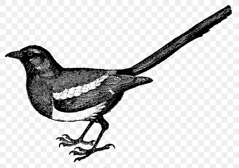 Drawing Bird Finch Clip Art, PNG, 1600x1122px, Drawing, Beak, Bird, Bird Nest, Black And White Download Free