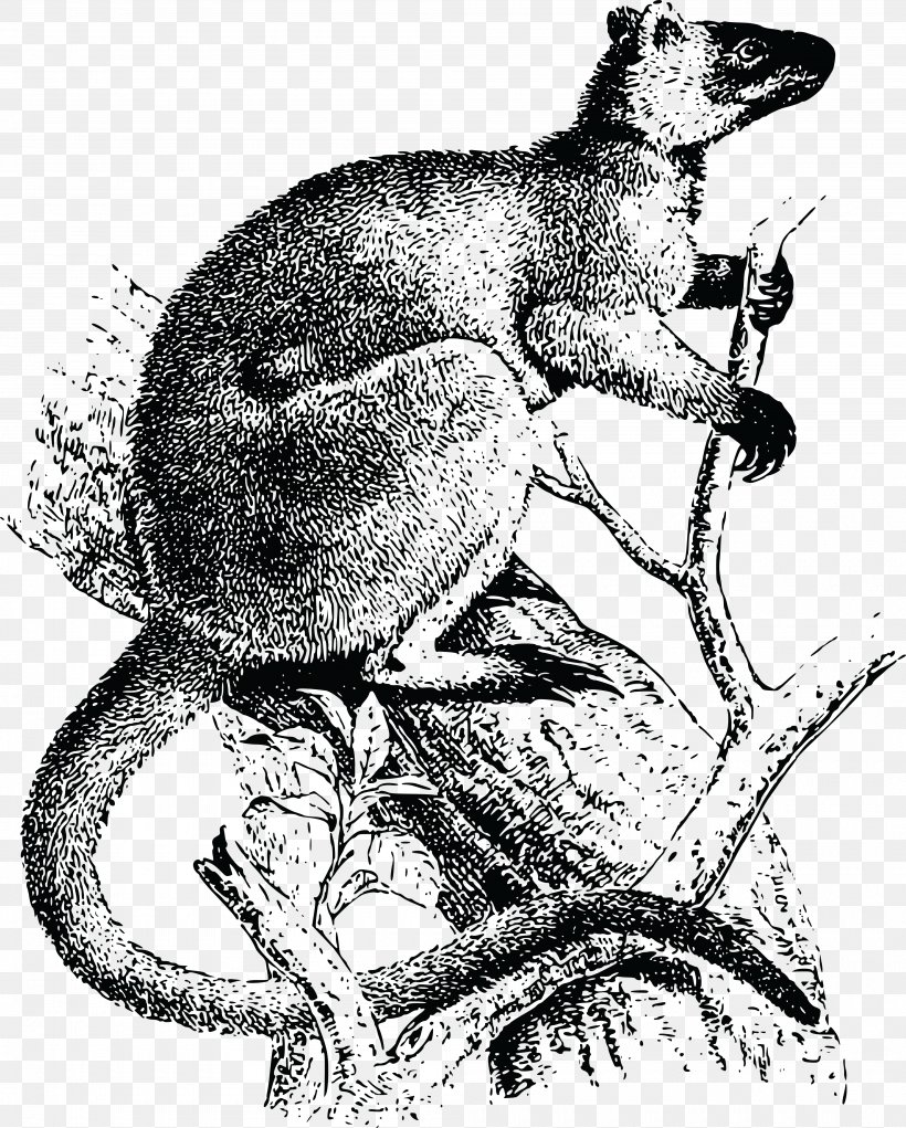 Lumholtz's Tree-kangaroo Australia New Guinea, PNG, 4000x4984px, Australia, Art, Black And White, Carnivoran, Drawing Download Free
