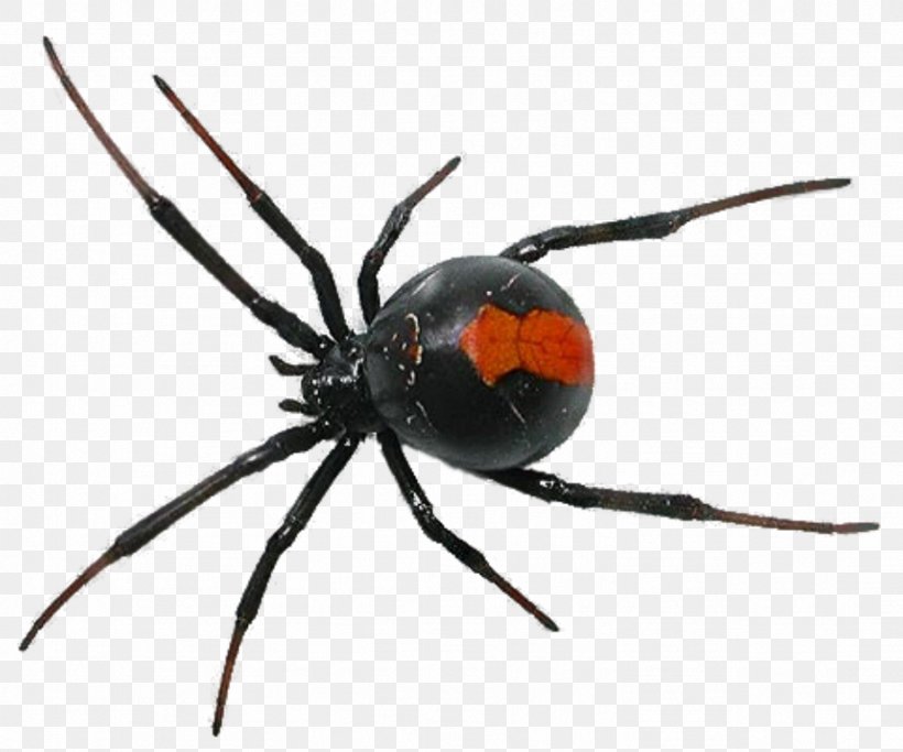 Spider Insect Cockroach Ant Pest Control, PNG, 922x768px, Spider, Ant, Arachnid, Araneus, Arthropod Download Free
