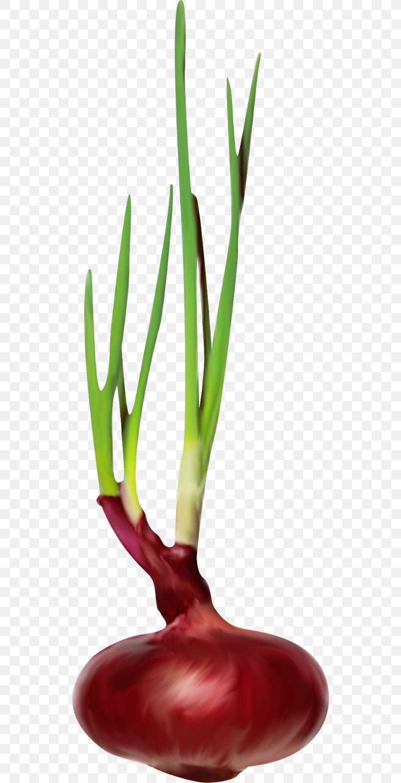 Welsh Onion Vegetable Scallion Green, PNG, 526x1600px, Onion, Allium, Amaryllis Family, Bulb, Chives Download Free