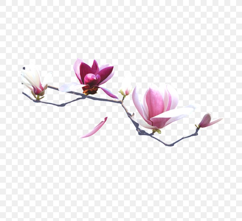 China Gratis Clip Art, PNG, 750x750px, China, Android, Blossom, Designer, Flower Download Free