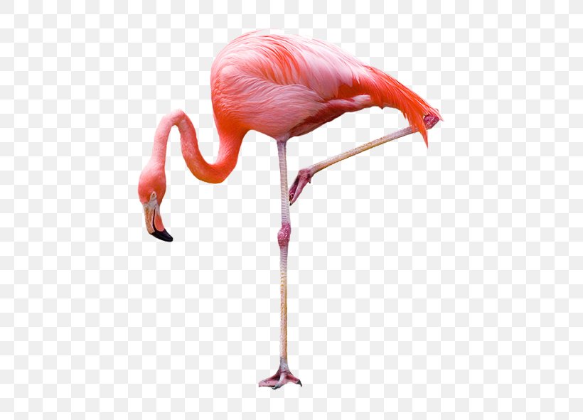 Greater Flamingo Bird Stock Photography, PNG, 684x591px, Plastic Flamingo, Beak, Bird, Can Stock Photo, Flamingo Download Free