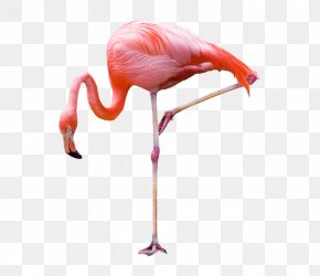 Flamingos - Greater Flamingo Bird Stock Photography PNG