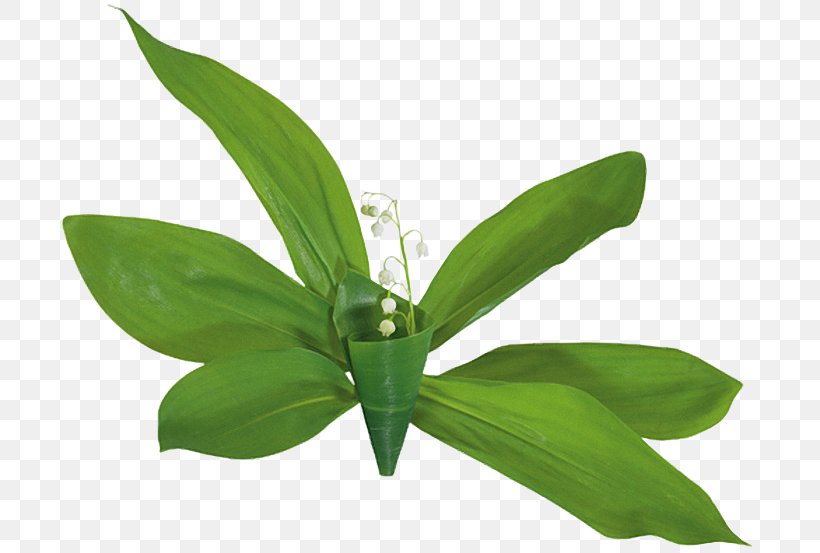 Clip Art GIF Lily Of The Valley JPEG, PNG, 700x553px, Lily Of The Valley, Animation, Email, Flower, Flower Bouquet Download Free