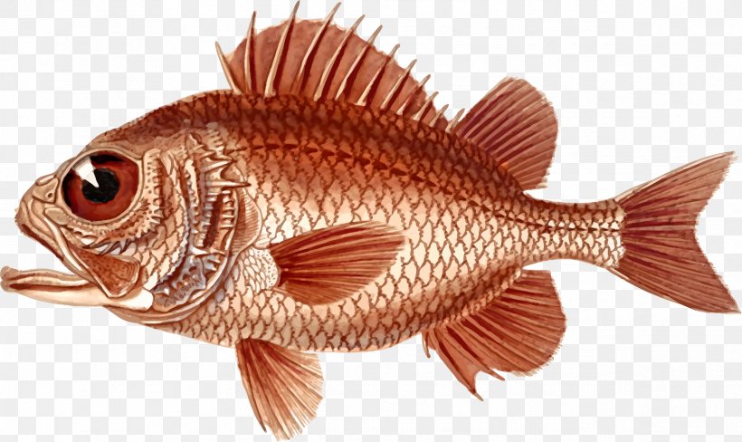 Northern Red Snapper Clip Art Openclipart Image Drawing, PNG, 2377x1416px, Northern Red Snapper, Animal Source Foods, Art, Bony Fish, Common Rudd Download Free