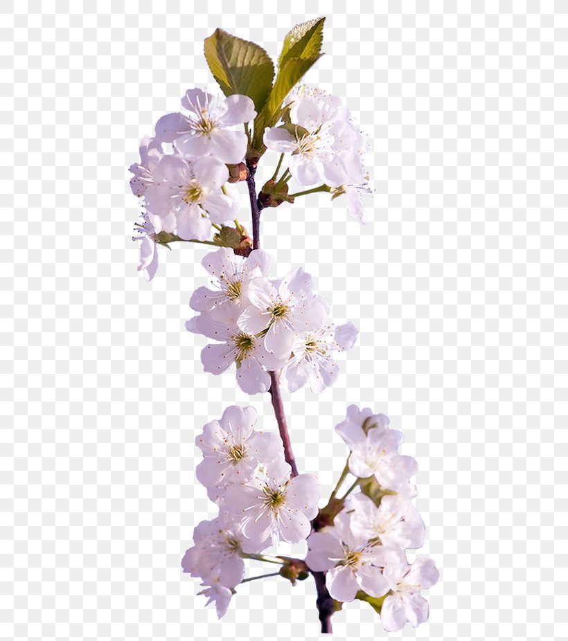 Clip Art Digital Image Computer File, PNG, 500x926px, Digital Image, Blossom, Branch, Cherry Blossom, Flower Download Free