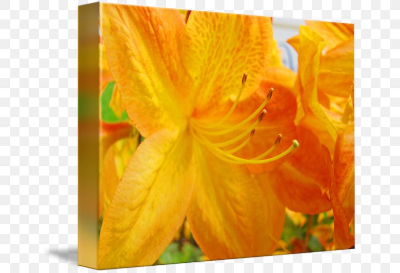 Close-up, PNG, 650x560px, Closeup, Daylily, Flower, Orange, Peach Download Free