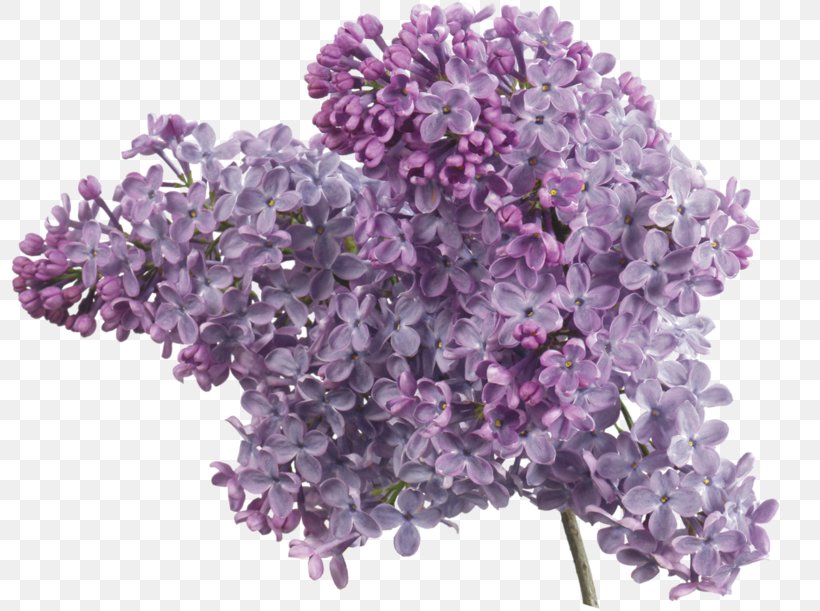 Common Lilac Lavender Clip Art, PNG, 800x611px, Common Lilac, Chinese Lilac, Cut Flowers, Flower, Flowering Plant Download Free