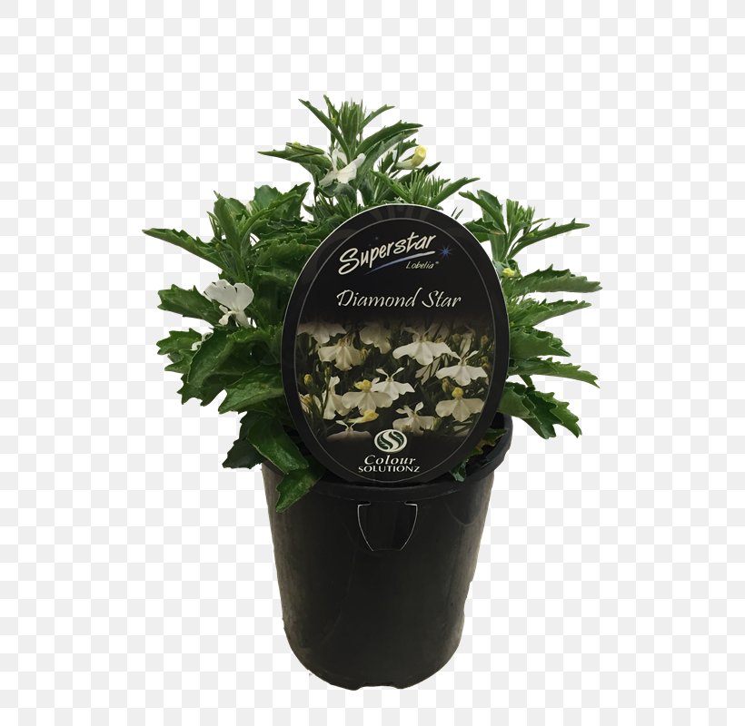 Flowerpot Shihas Holdings Ornamental Plant Shrub Garden, PNG, 800x800px, Flowerpot, Agricultural Machinery, Agriculture, Garden, Greenhouse Download Free