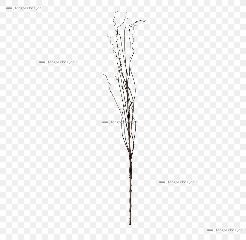 Grasses Line Angle White Font, PNG, 800x800px, Grasses, Black And White, Branch, Family, Flowering Plant Download Free