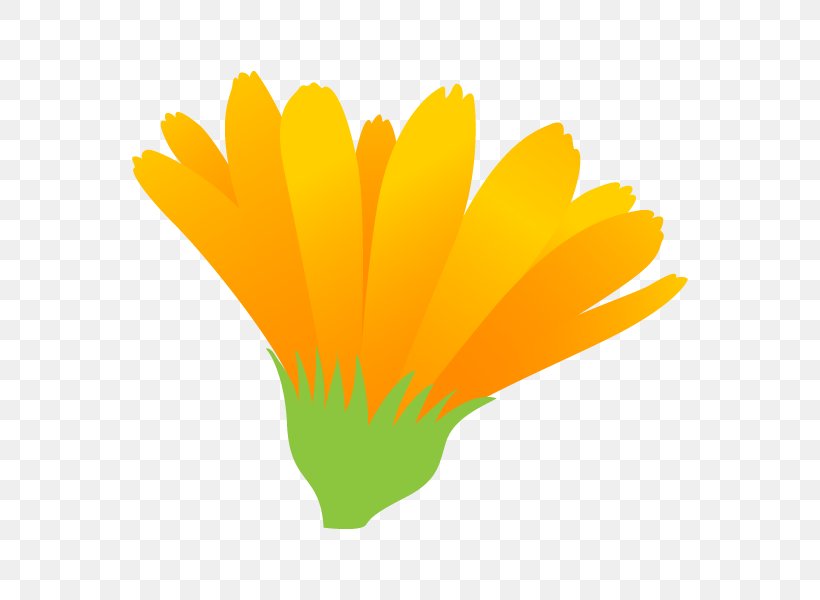 Illustration Petal Graphics English Marigold Flower, PNG, 600x600px, Petal, Computer Font, English Marigold, Flower, Grass Download Free