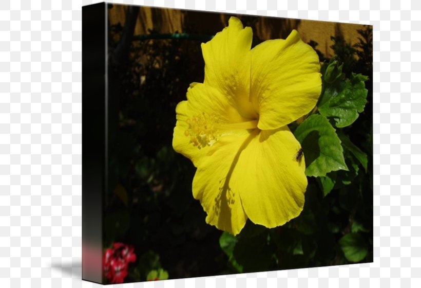 Hibiscus Petal Family Canna, PNG, 650x560px, Hibiscus, Canna, Canna Family, Family, Flower Download Free